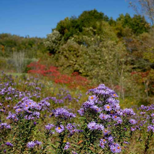 wildflowers in the driftless