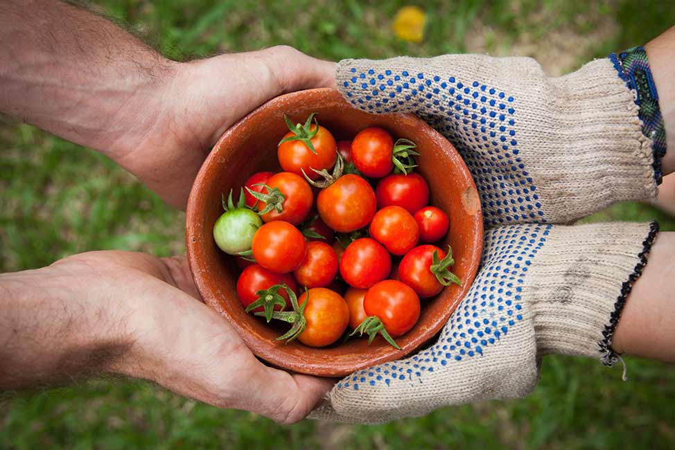 tomatos