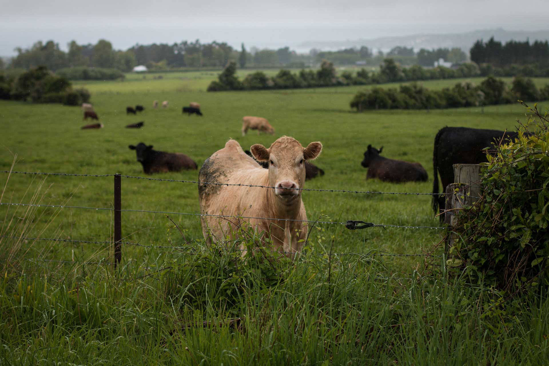 brown cow