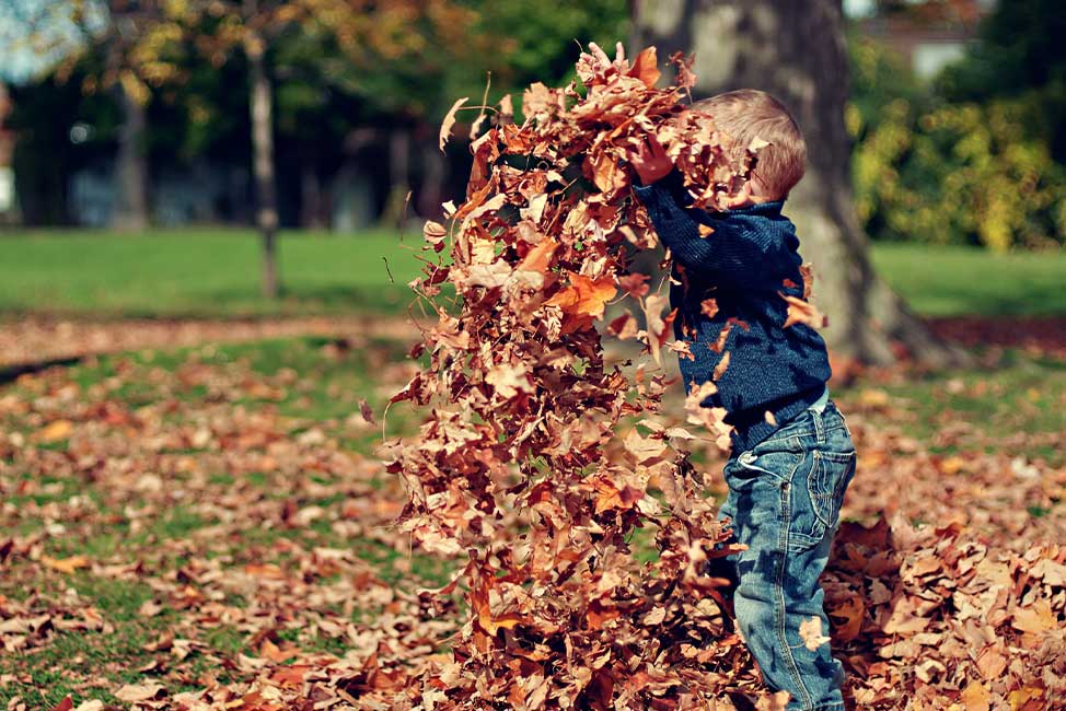 fall leaves