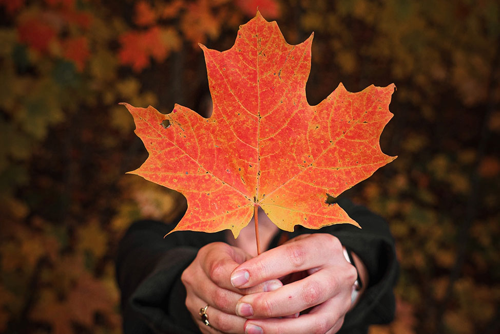 fall leaves