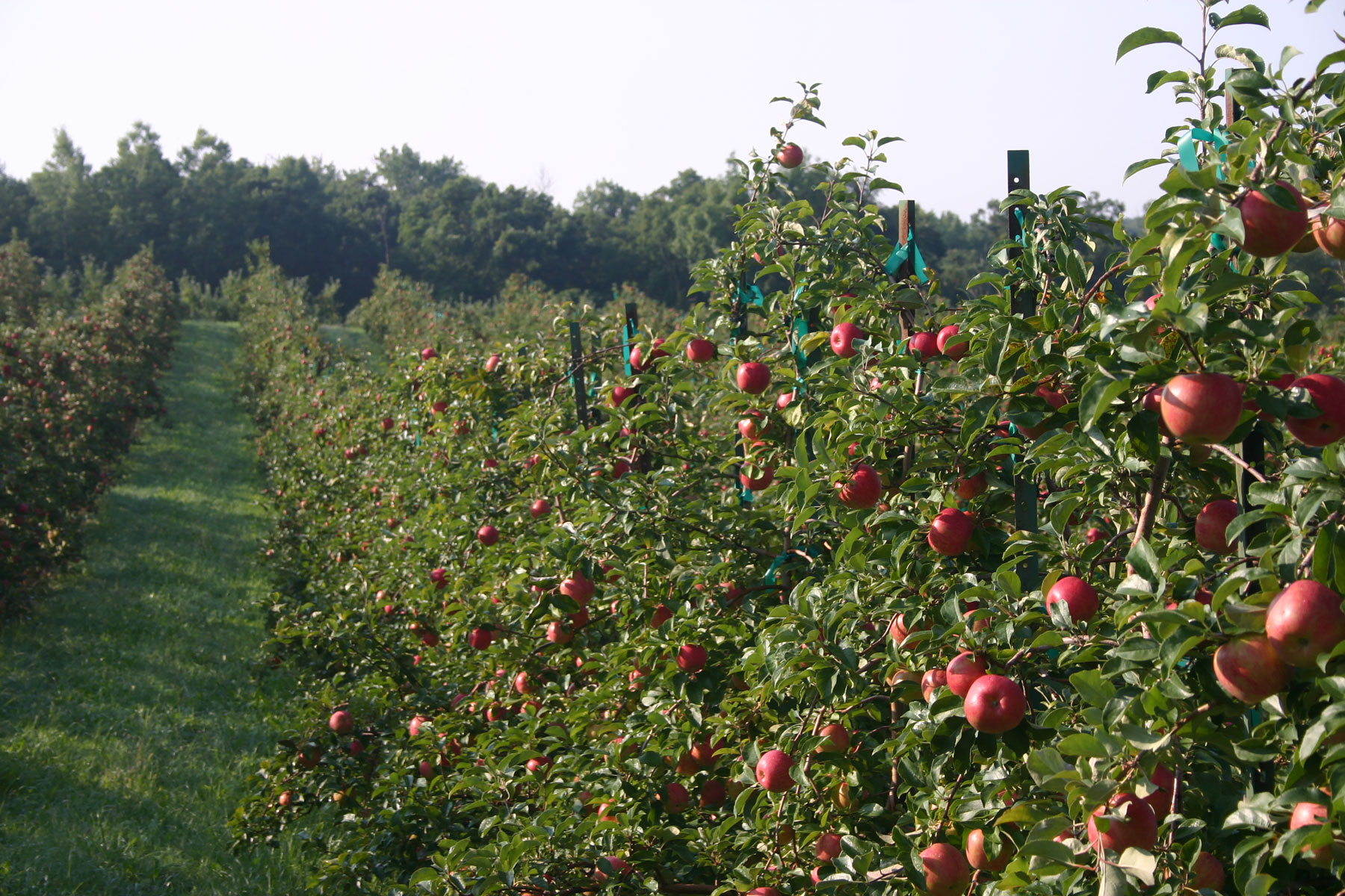 apple orchard trees