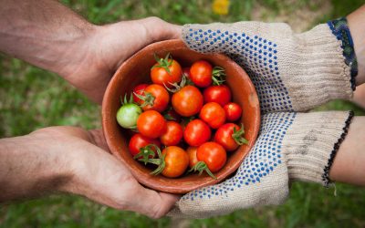 Exploring The Driftless Region’s Farmers Markets