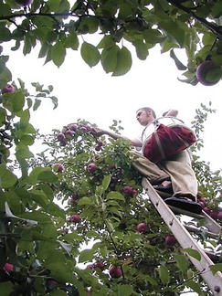 Gays Mills Apple Festival