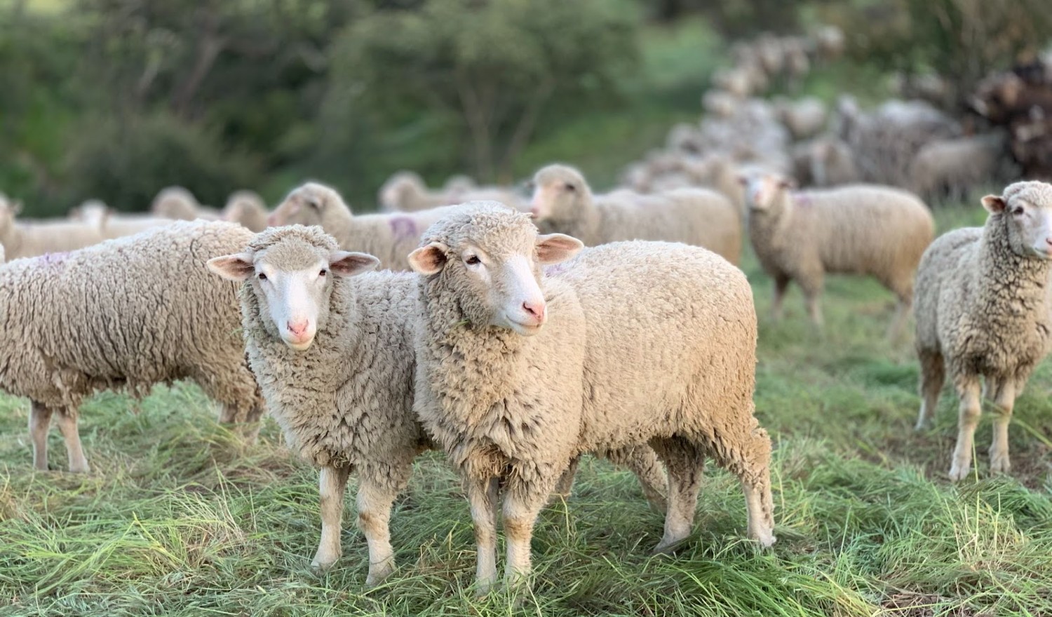 Sheep in Field 