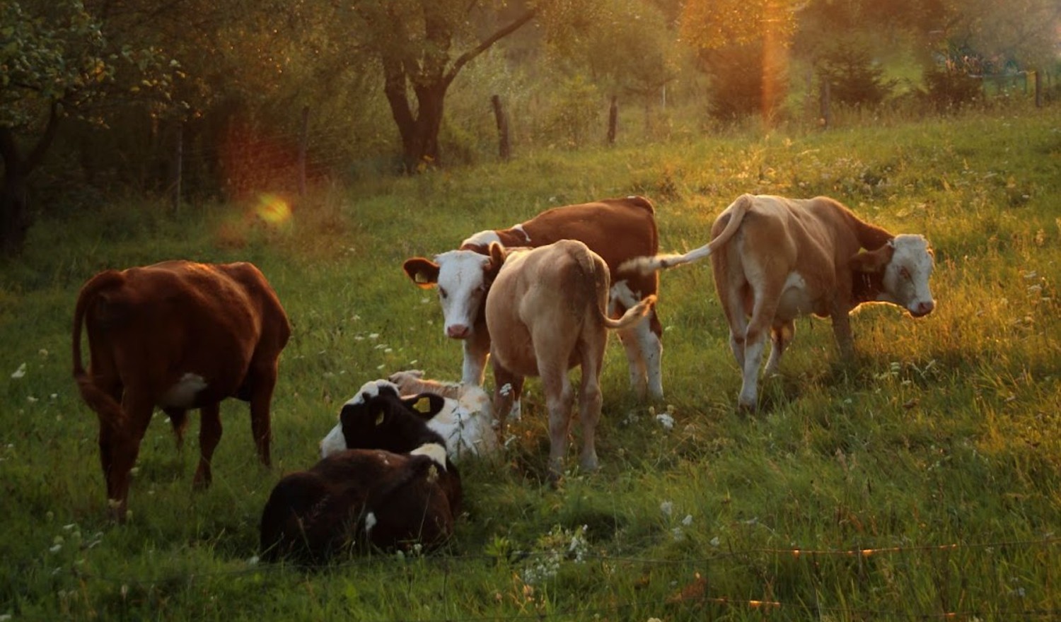 Cattle in Field 
