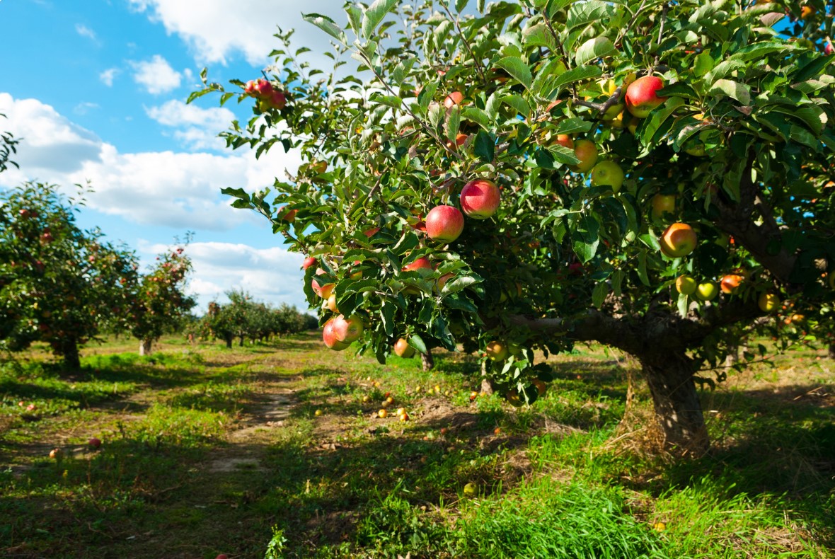 Apple Orchard