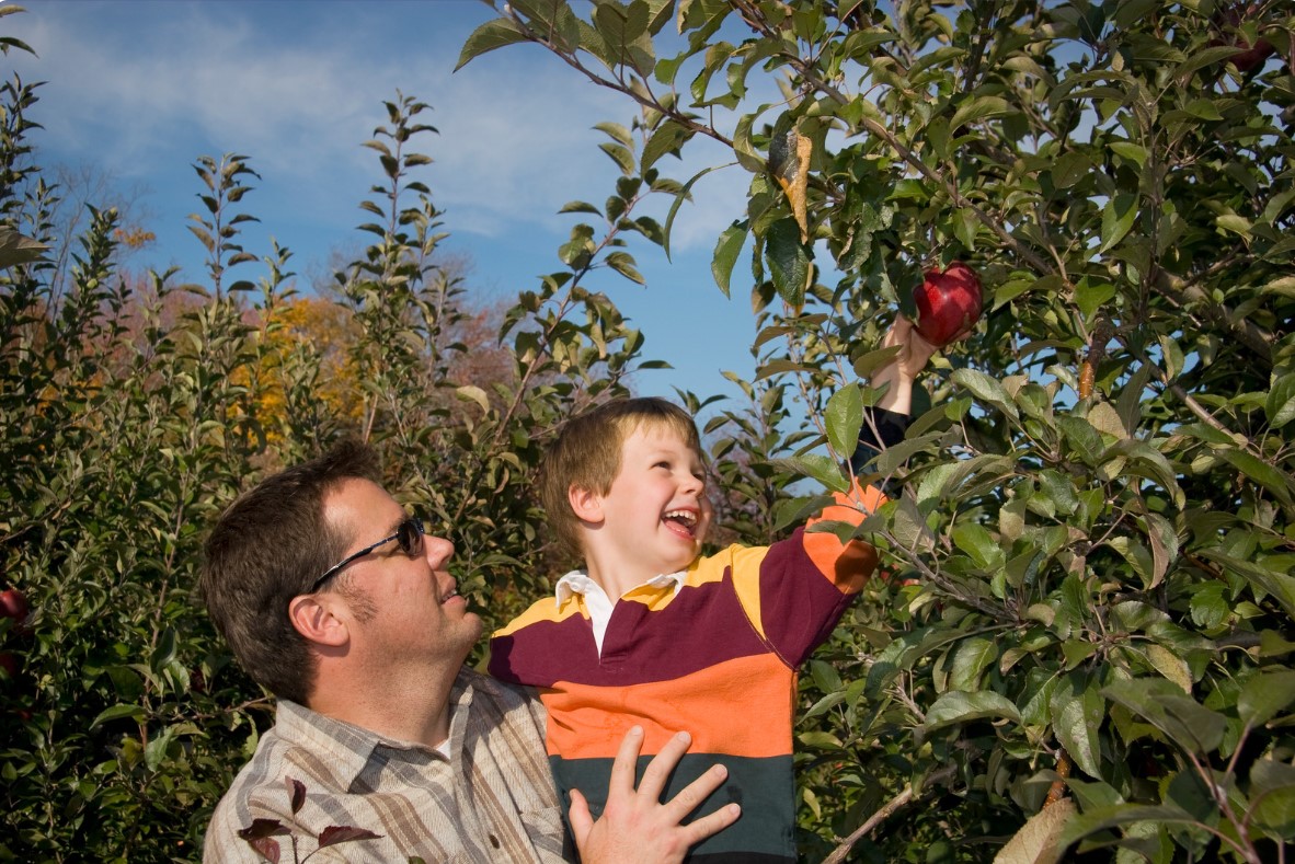 Family apple picking