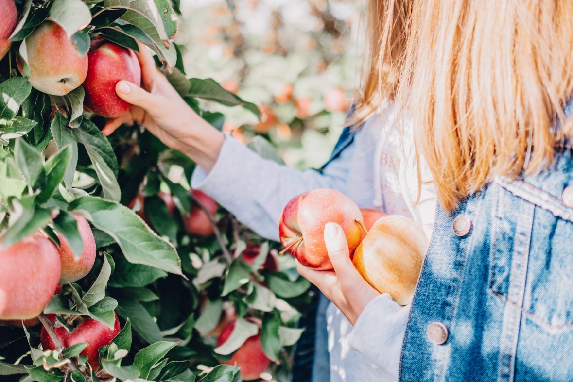 Apple picking