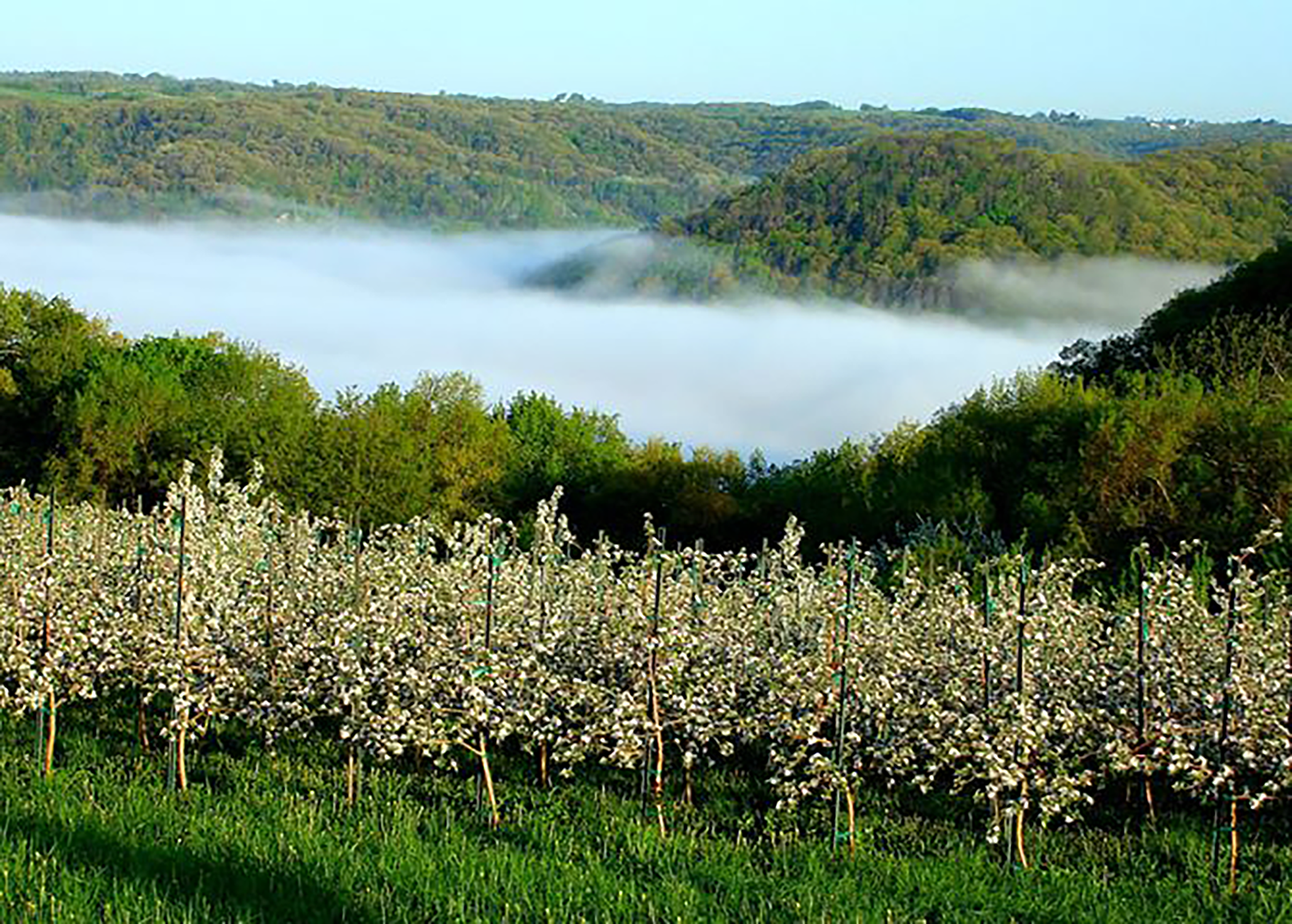 Apple Orchards