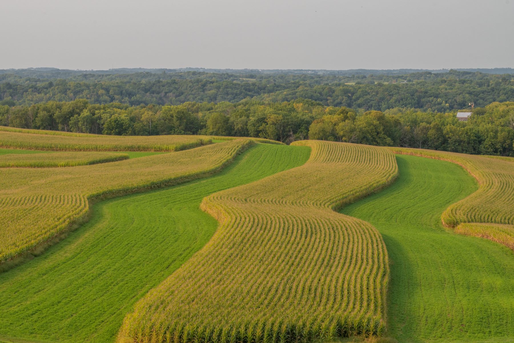 crops on the hills