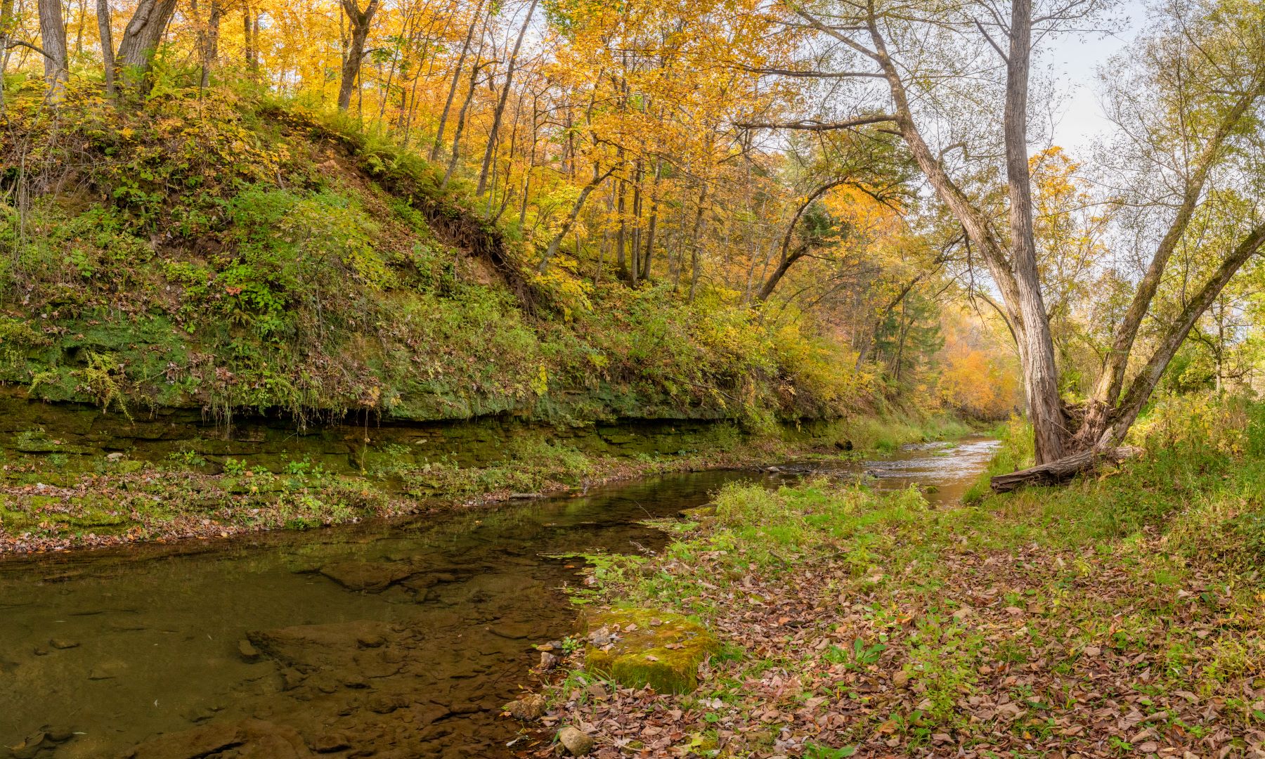 Fall foliage over river