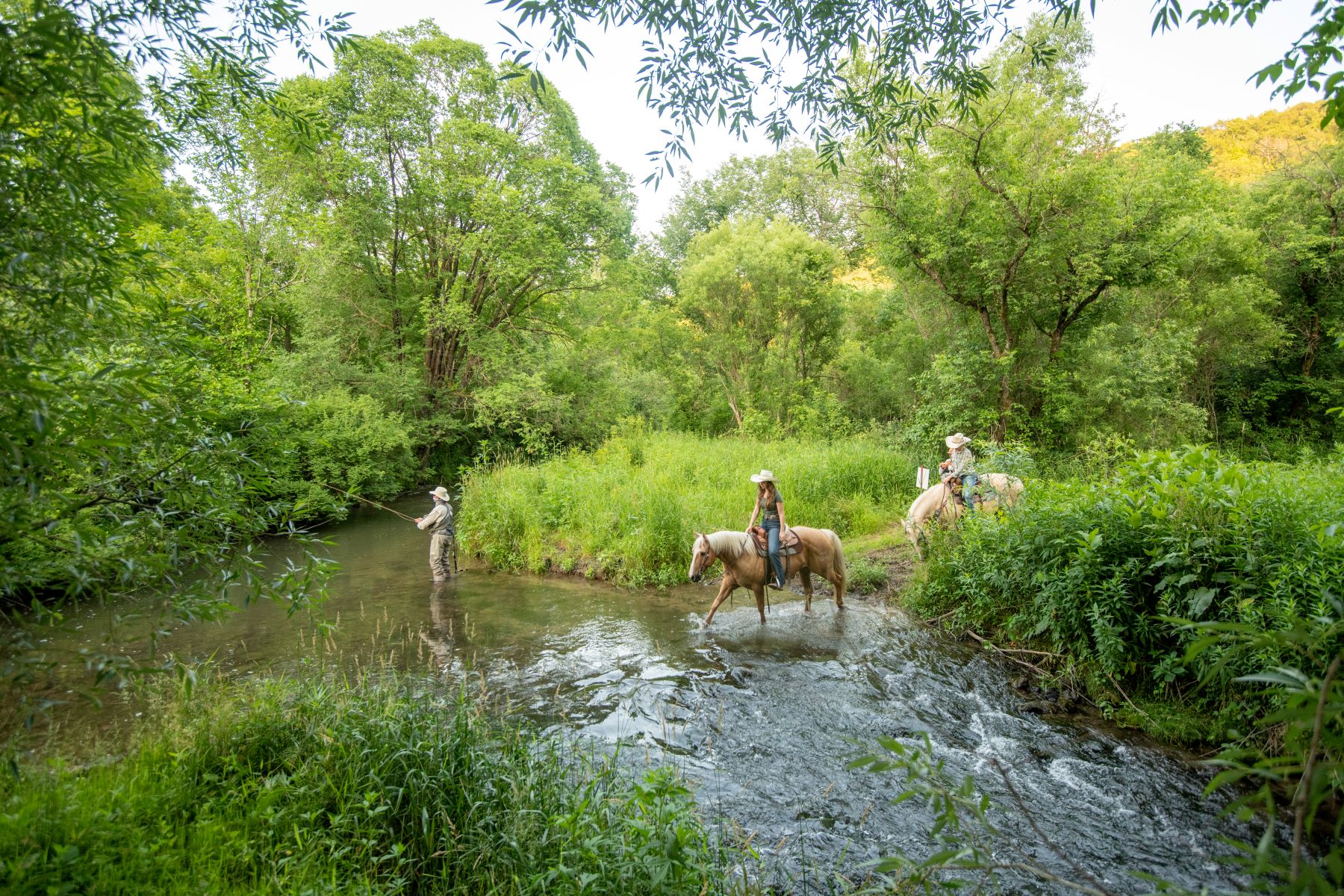 A trout stream and horses