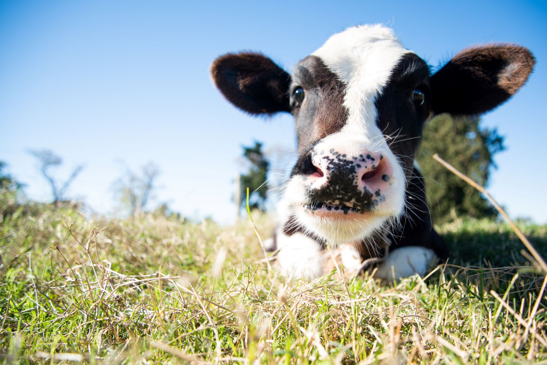 Calf in a Driftless pasture