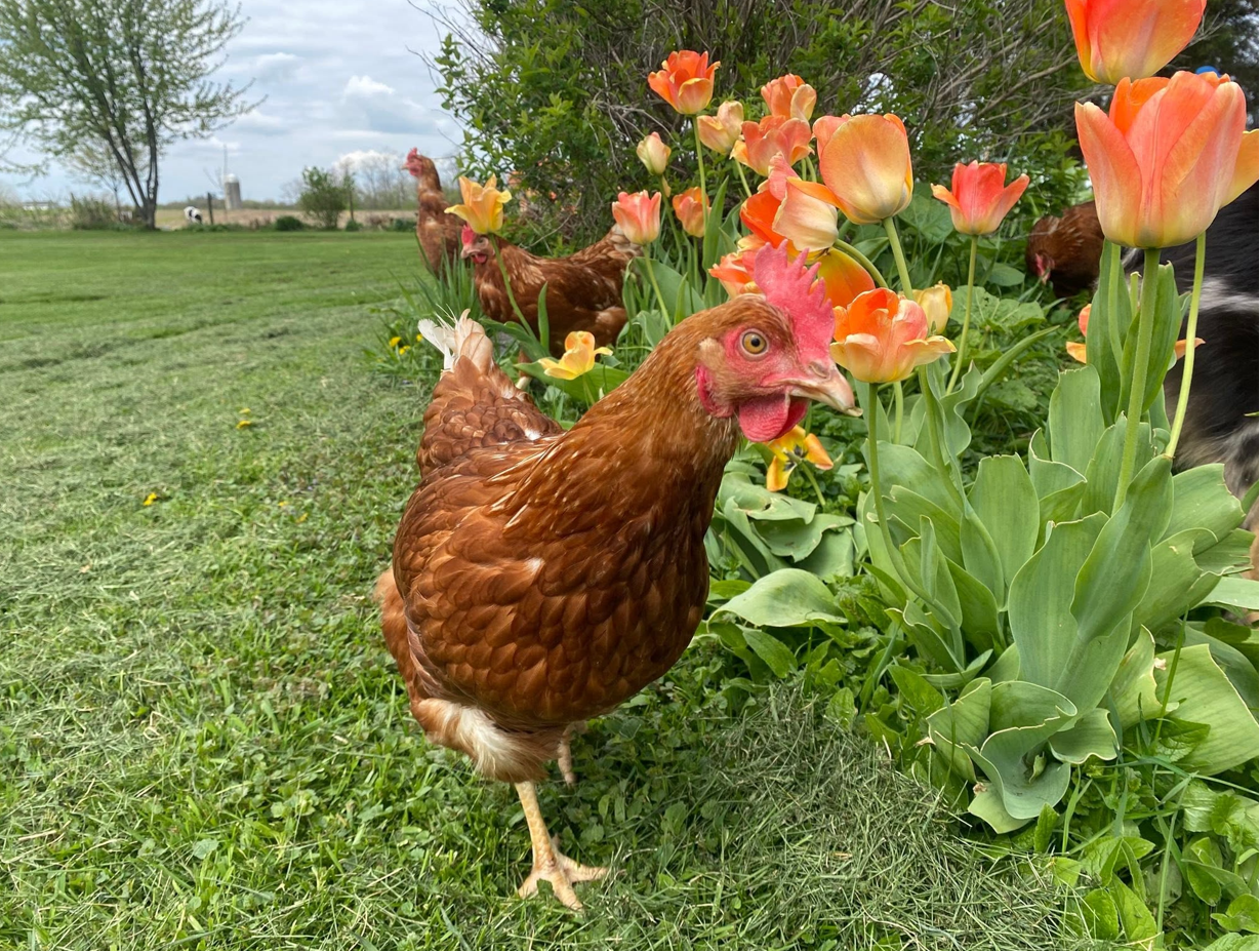 chickens at the Wehling Farm