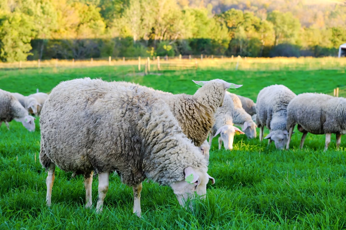 sheep in a field
