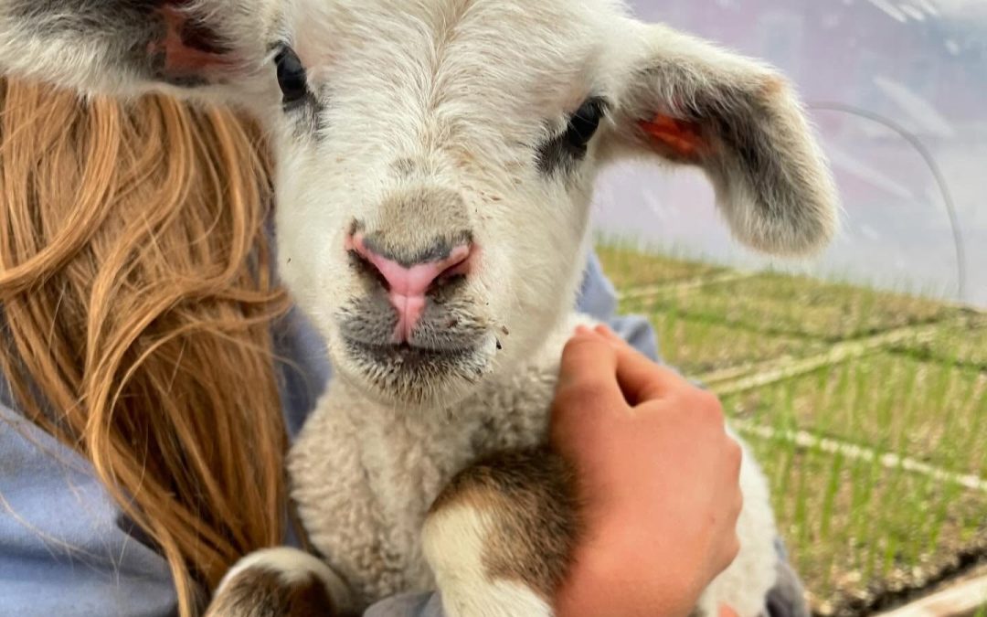 Driftless Food and Farming