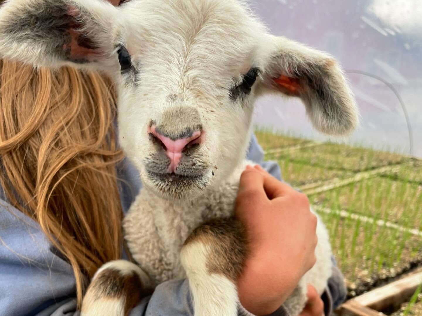 A girl holds a lamb